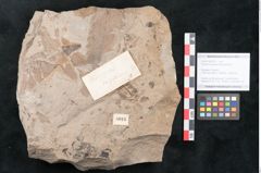 Foto (Objekt + Etikett) von Diospyros sagoriana Ettingshausen (NHMW-GEO-2024-0188-8016)